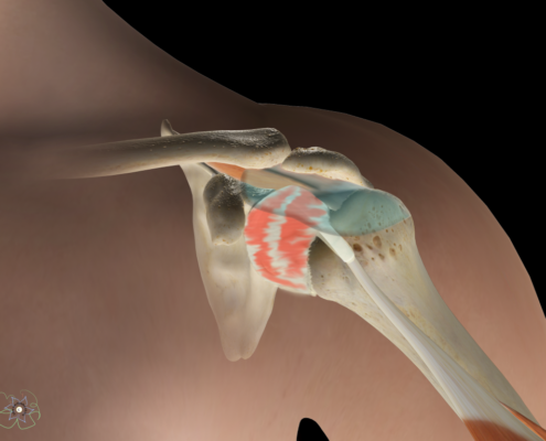 Frozen Shoulder foto - het FysioHuis