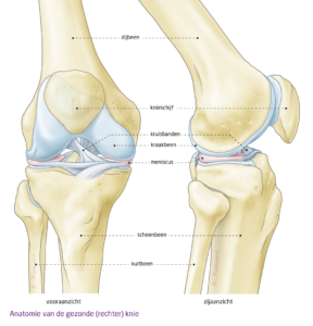 Meniscus knie - het FysioHuis