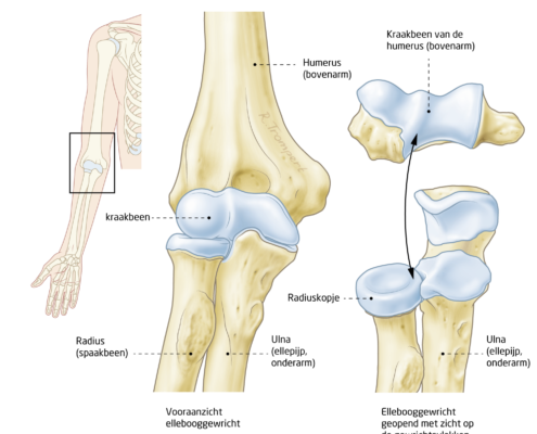 Anatomie elleboog - het FysioHuis